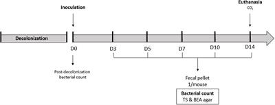 The Regulatory RNA ern0160 Confers a Potential Selective Advantage to Enterococcus faecium for Intestinal Colonization